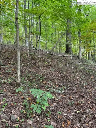a view of a forest with trees in the background
