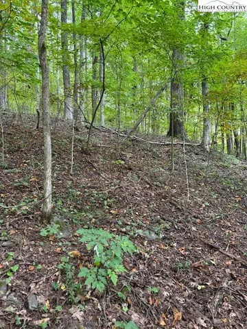 a view of a forest with trees in the background