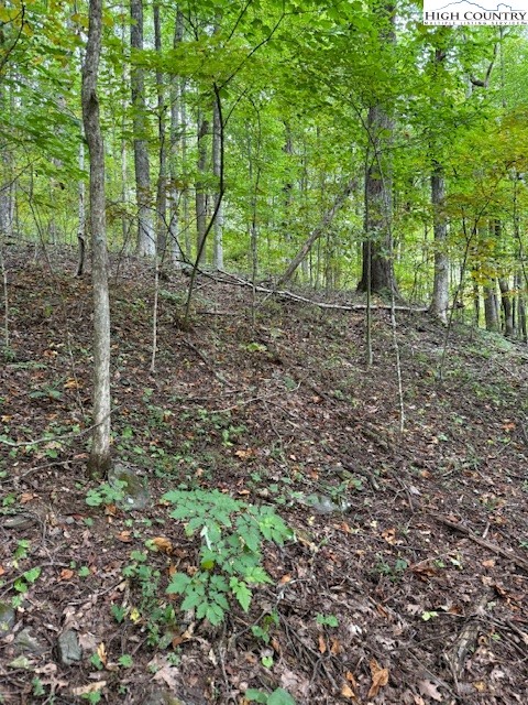 a view of a forest with trees in the background