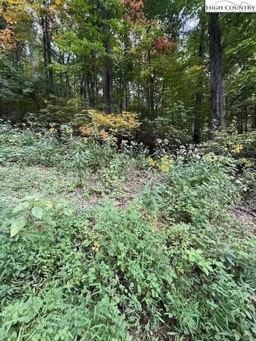 a view of a lush green forest