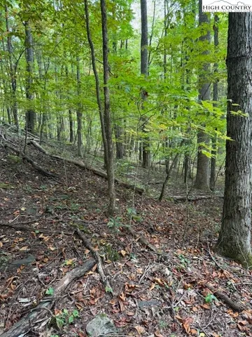 a view of a forest that has large trees