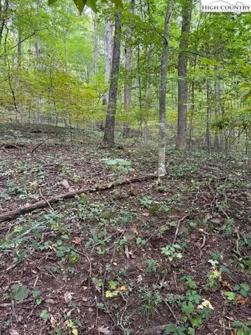 a view of a forest with lots of trees
