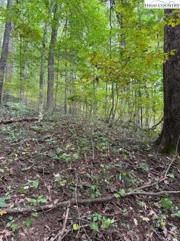 a view of a forest with trees in the background