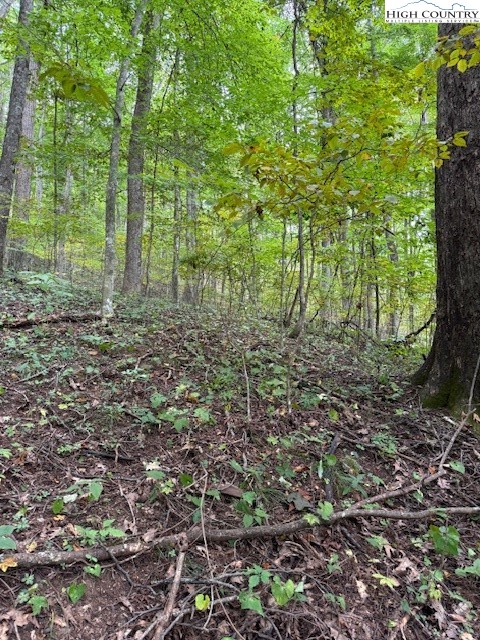 Lot 770 Tbd Ivy Court Creston, NC 28615 - Photo 7 of 7 a view of a forest with trees in the background