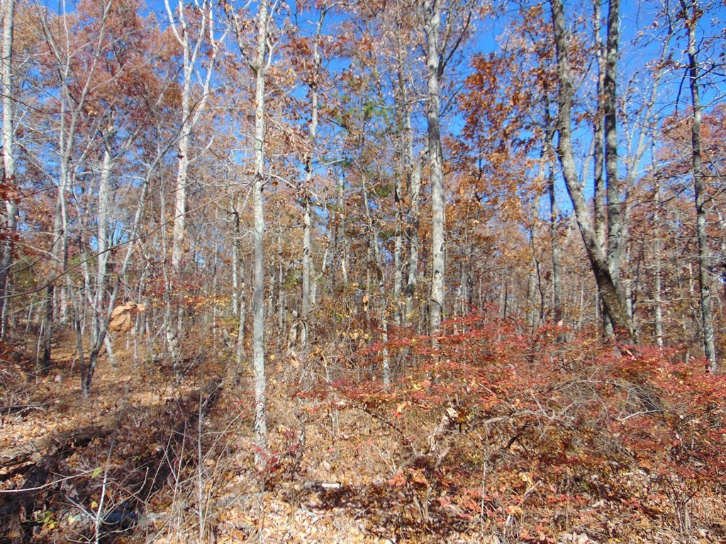 0 Raccoon Ridge Road Spring City, TN 37381 - Photo 4 of 70