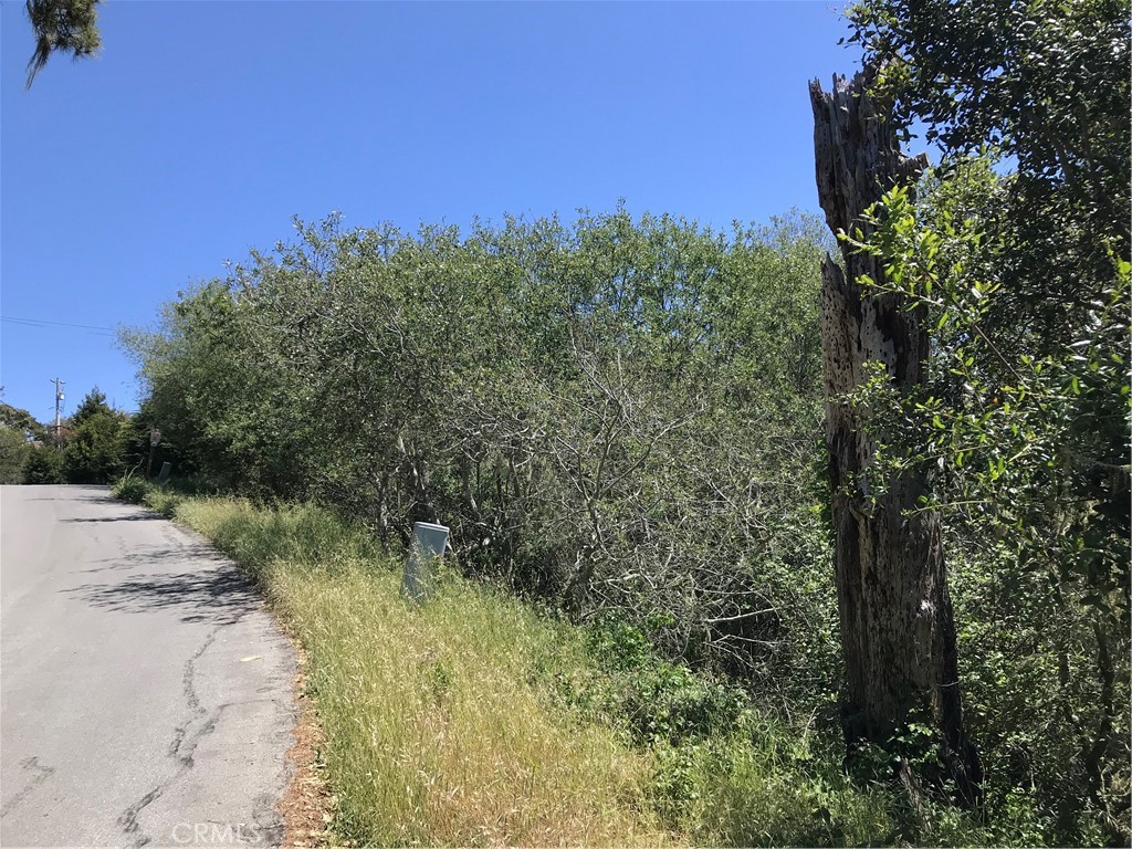 0 Hillcrest Drive Cambria, CA 93428 - Photo 13 of 16 a view of a yard with a tree