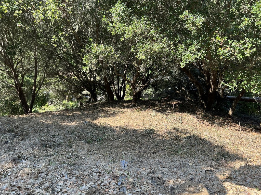 0 Hillcrest Drive Cambria, CA 93428 - Photo 4 of 16 a view of dirt yard with a tree