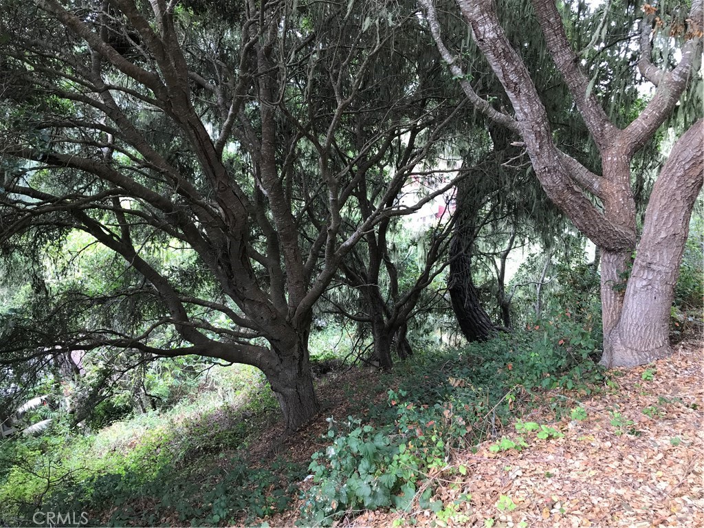0 Hillcrest Drive Cambria, CA 93428 - Photo 5 of 16 a view of forest