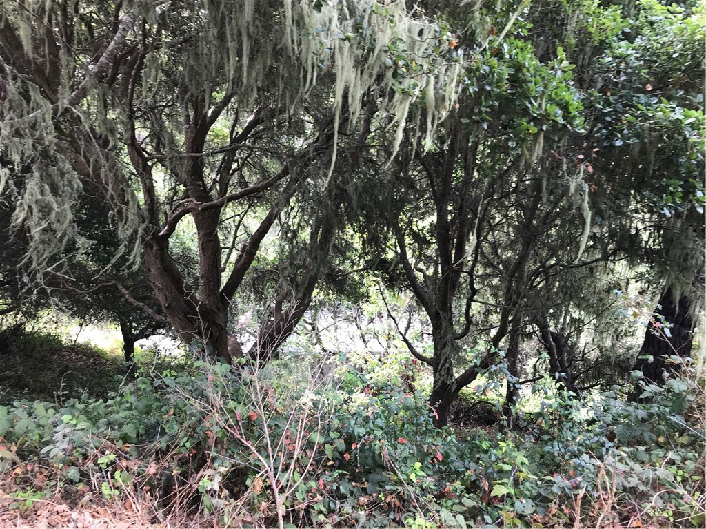 0 Hillcrest Drive Cambria, CA 93428 - Photo 7 of 16 a view of tree