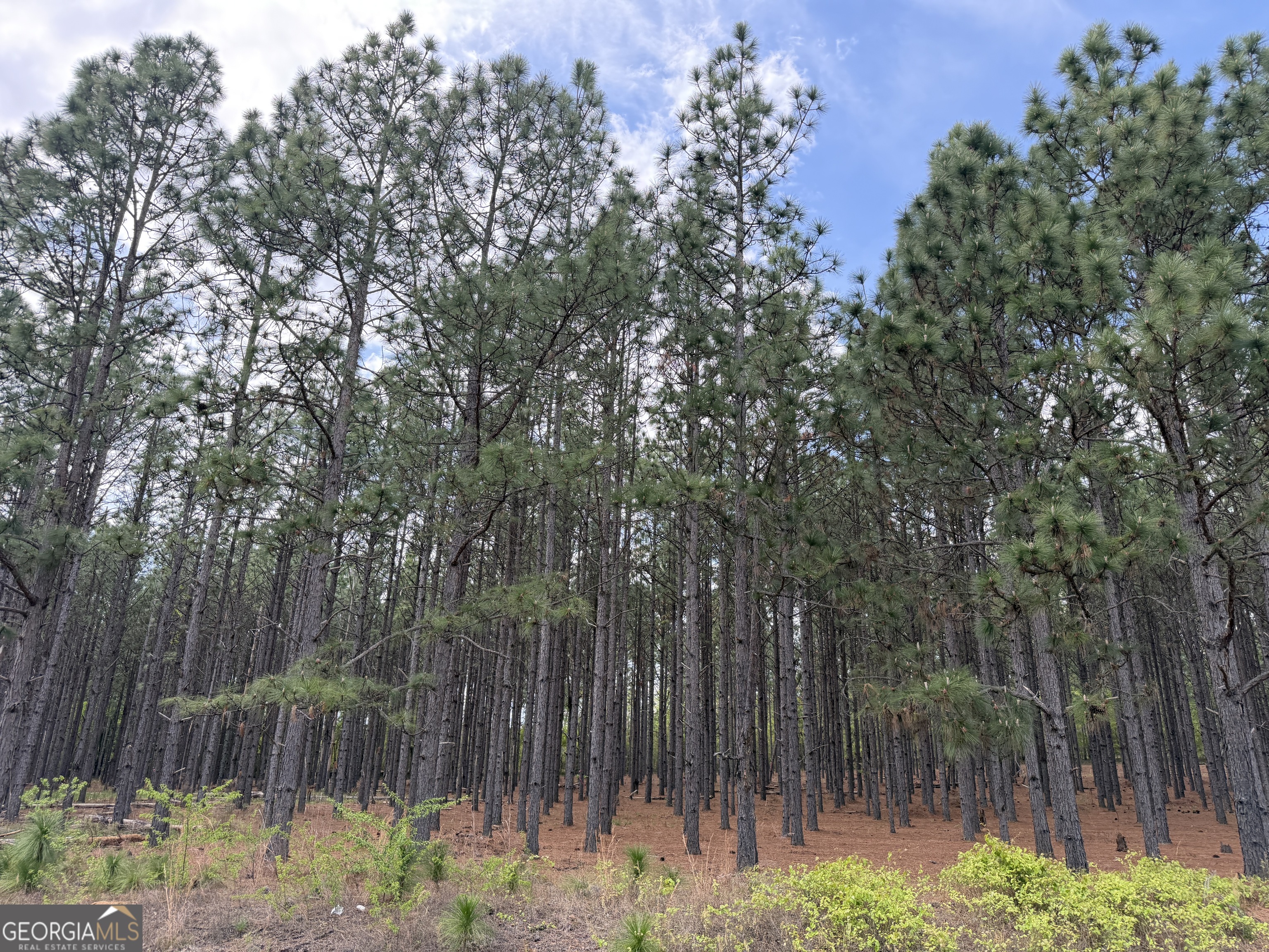 12 Barge Road Lumpkin, GA 31815 - Photo 2 of 12