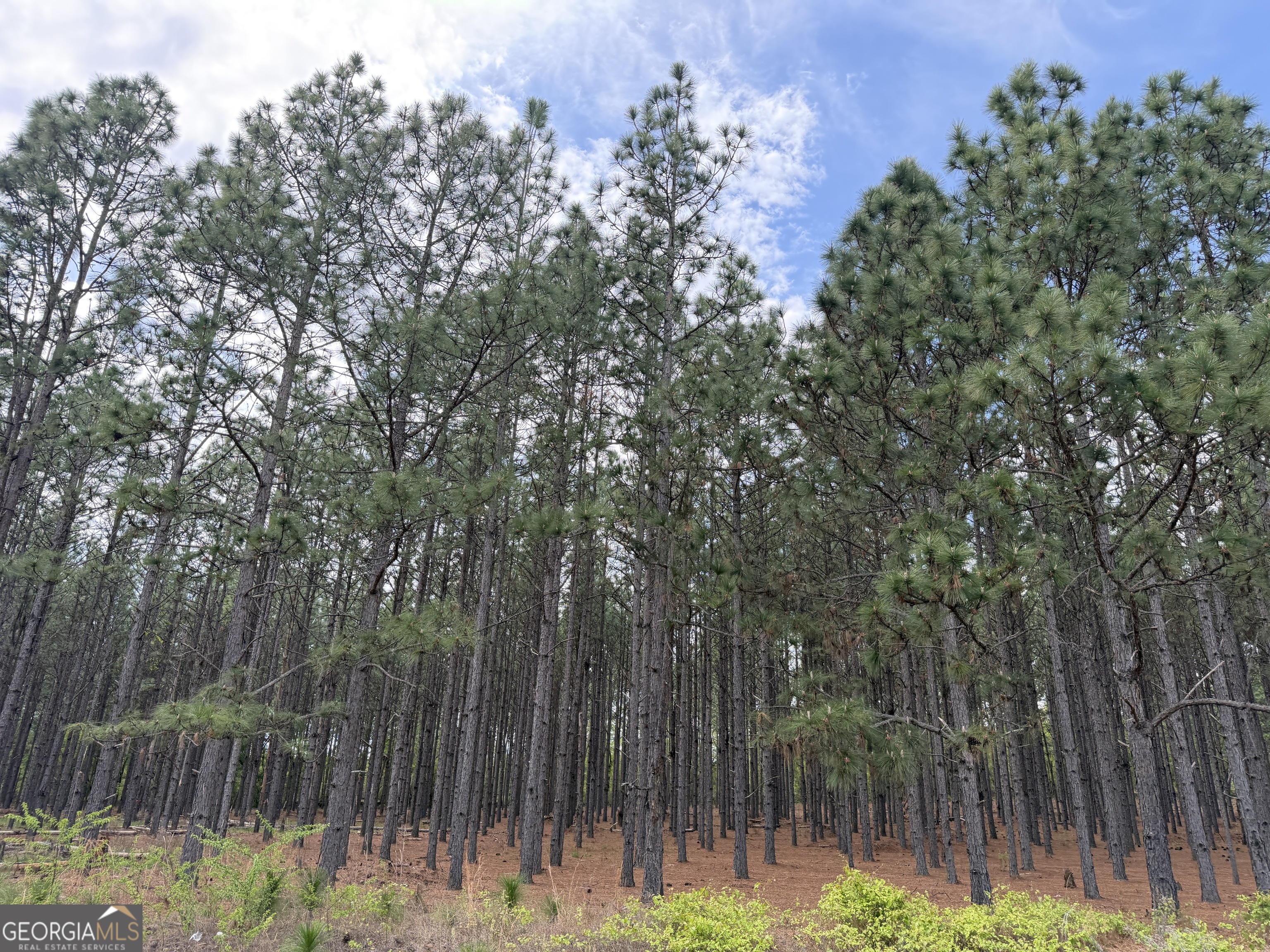 12 Barge Road Lumpkin, GA 31815 - Photo 3 of 12