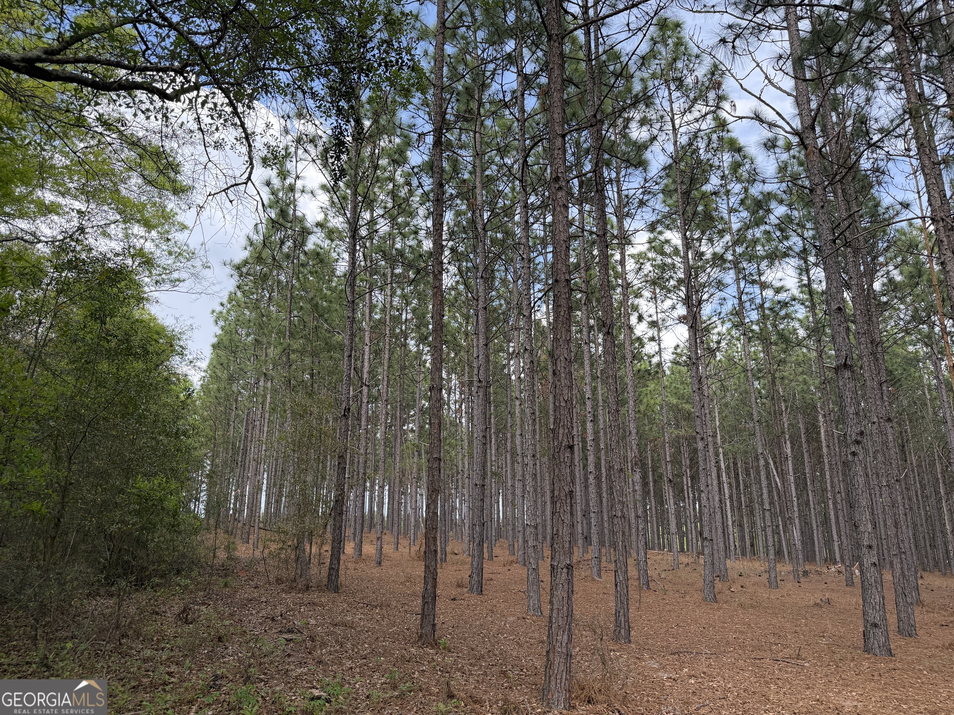 12 Barge Road Lumpkin, GA 31815 - Photo 7 of 12