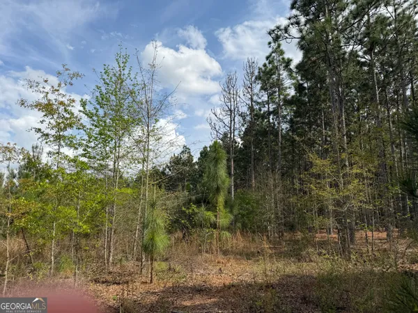 a view of a forest with a building in the background