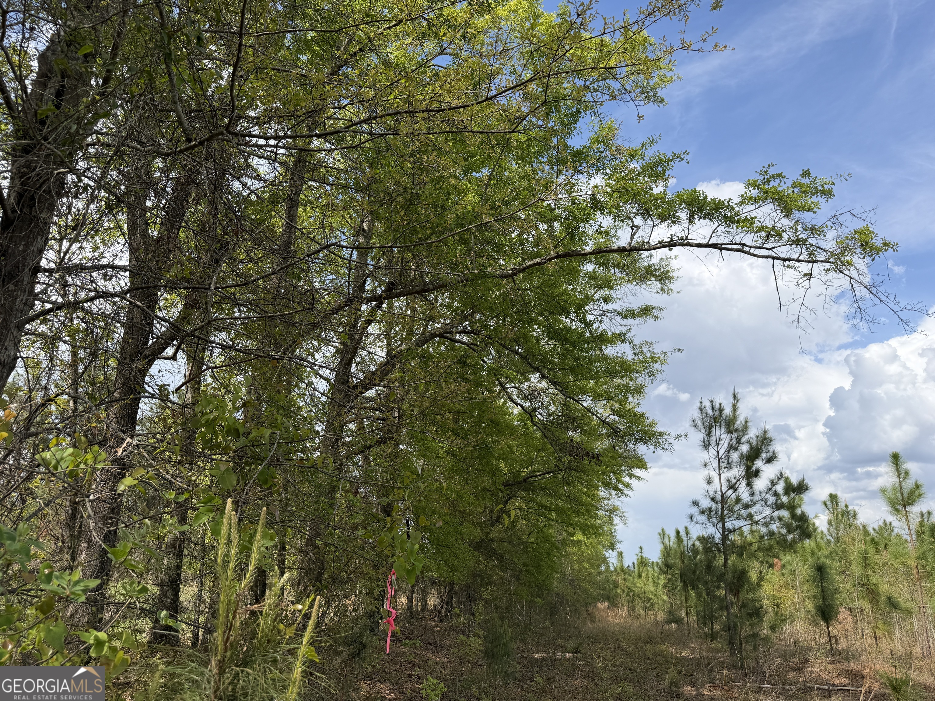 12 Barge Road Lumpkin, GA 31815 - Photo 9 of 12