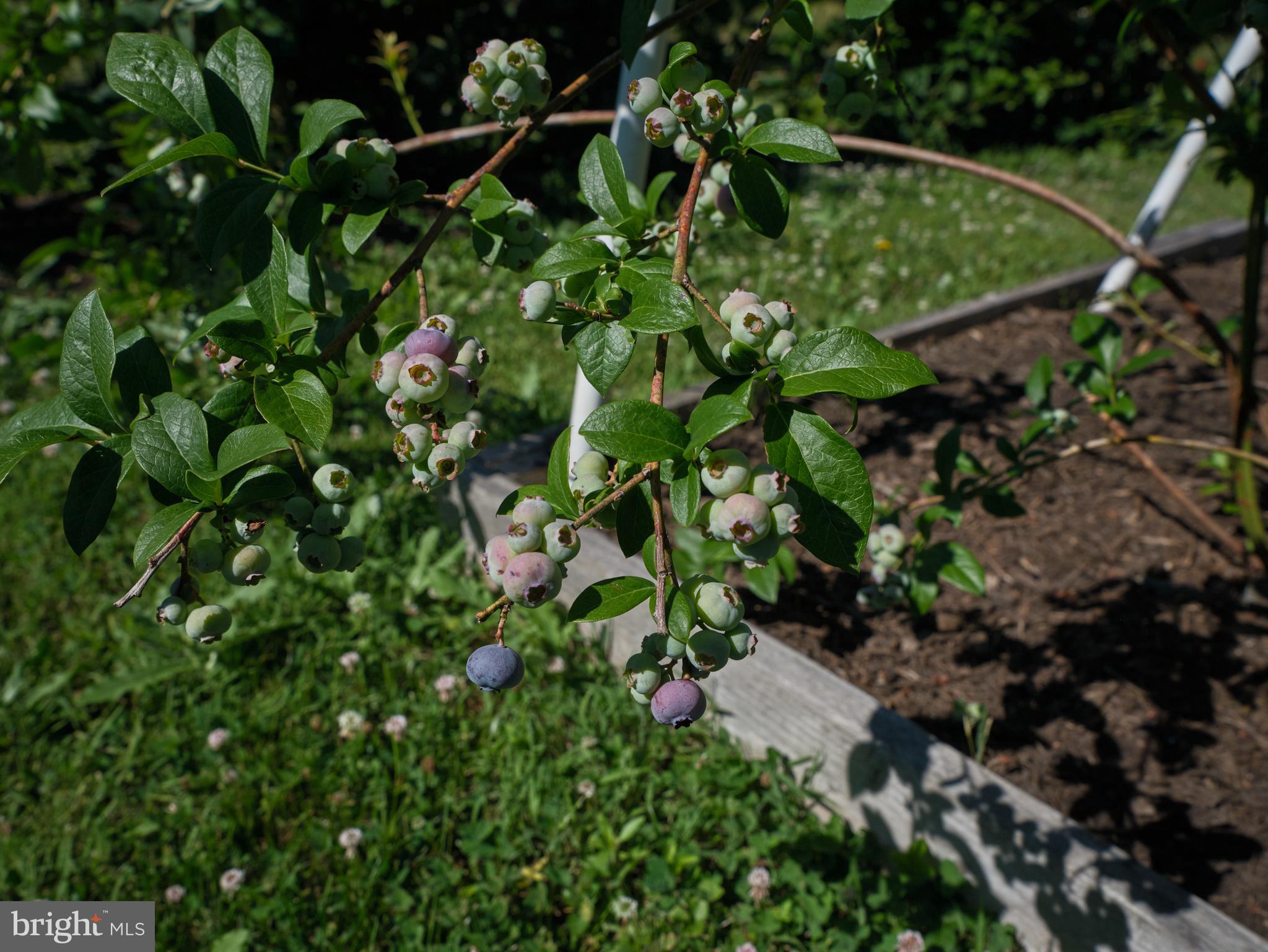 941 Mt Eyre Road Washington Crossing, PA 18977 - Photo 66 of 67 Berry Garden Bounty