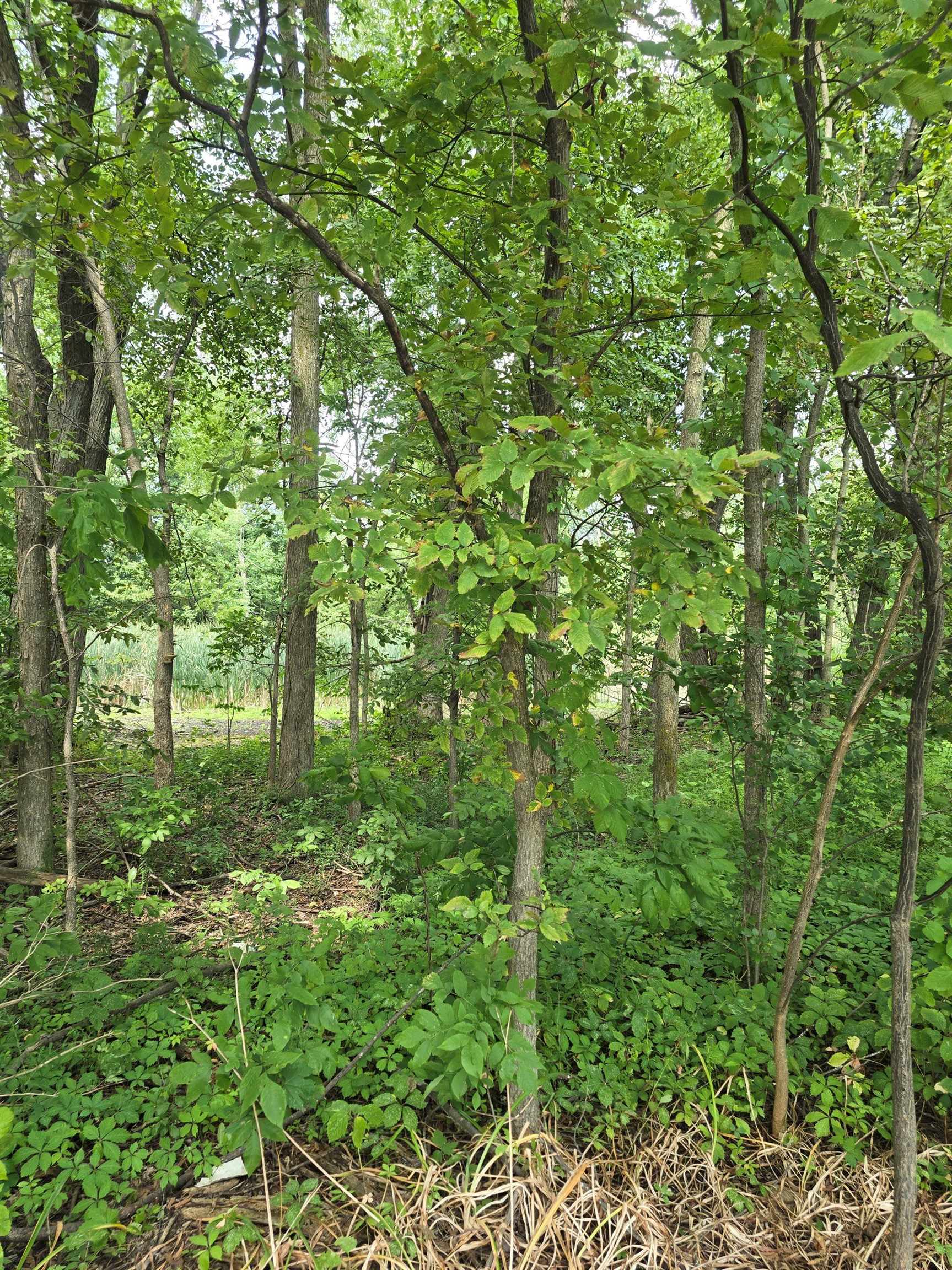 West Munger Road Munger, MI 48747 - Photo 7 of 8