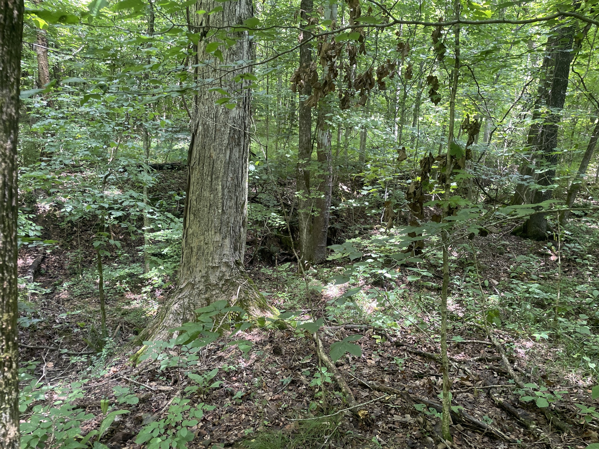 1535 Mt Olivet Road Hendersonville, TN 37075 - Photo 7 of 7