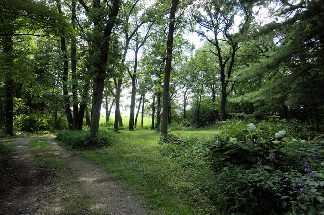 4S943 West County Line Road Big Rock, IL 60511 - Photo 16 of 24 a view of a forest with trees in the background