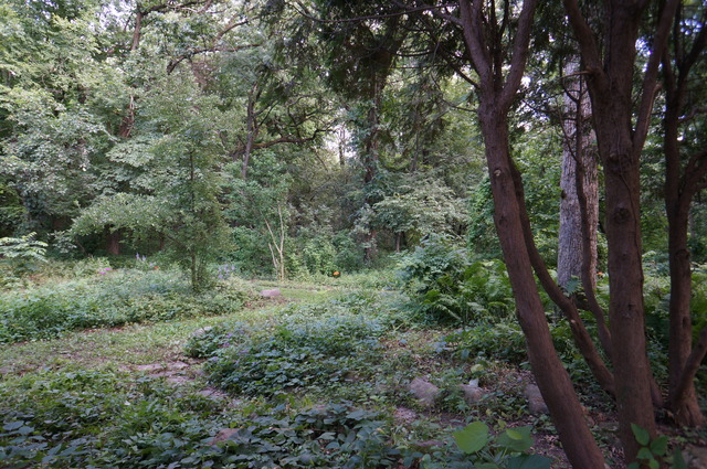 4S943 West County Line Road Big Rock, IL 60511 - Photo 18 of 24 a view of a lush green forest