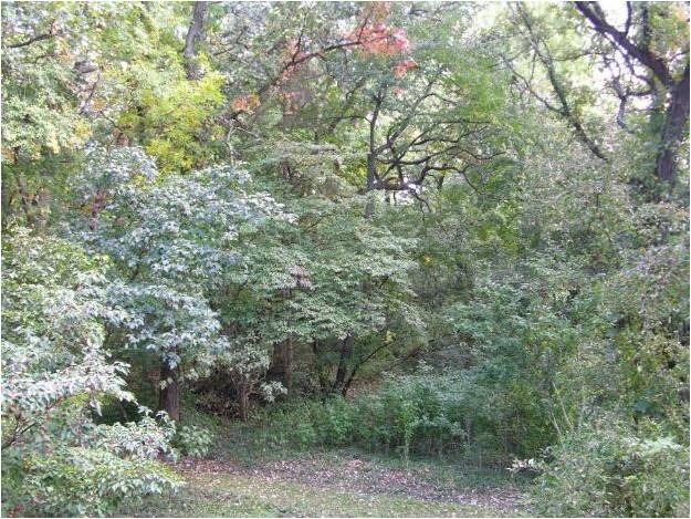 4S943 West County Line Road Big Rock, IL 60511 - Photo 20 of 24 a view of a forest with a tree