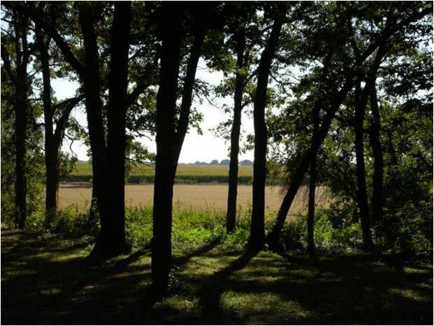 4S943 West County Line Road Big Rock, IL 60511 - Photo 21 of 24 a view of tree