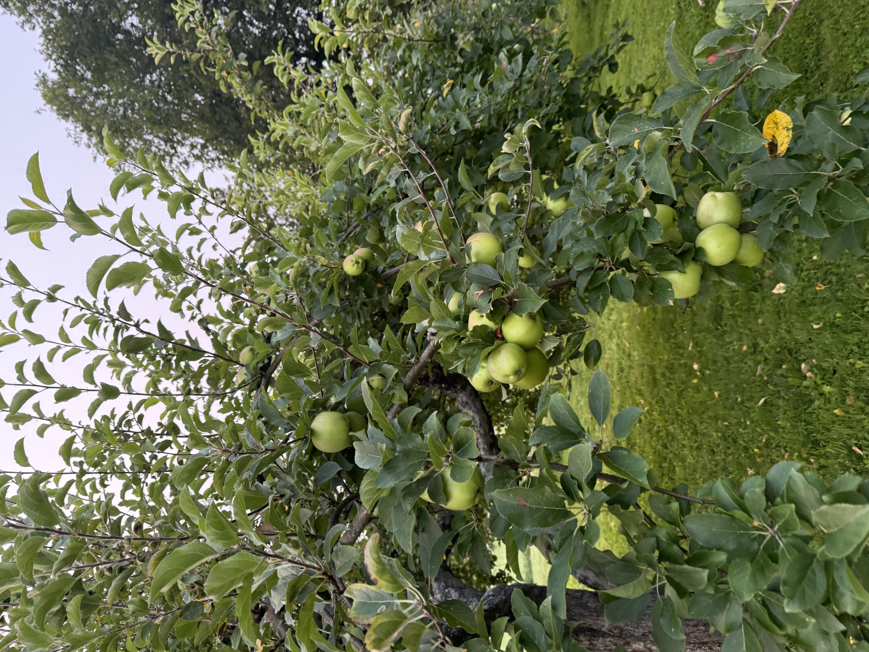 356 Range Road Dover Foxcroft, ME 04426 - Photo 53 of 57 IMG_0715