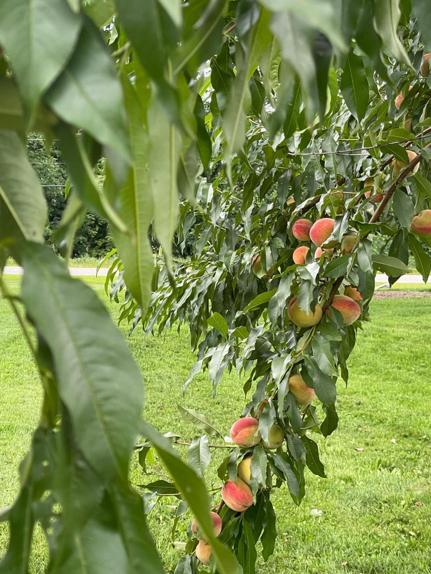 356 Range Road Dover Foxcroft, ME 04426 - Photo 56 of 57 IMG_0679
