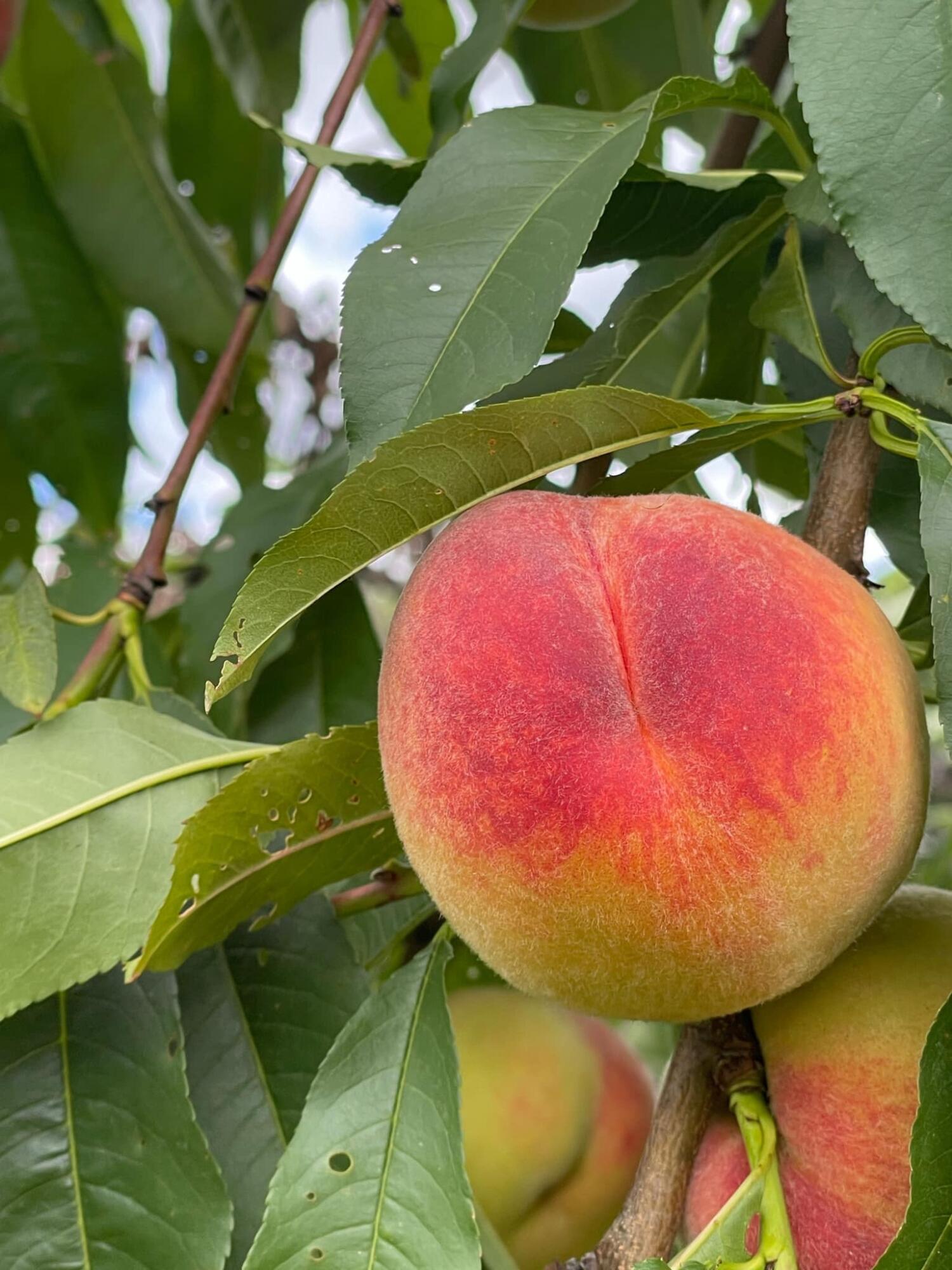 356 Range Road Dover Foxcroft, ME 04426 - Photo 57 of 57 IMG_0676