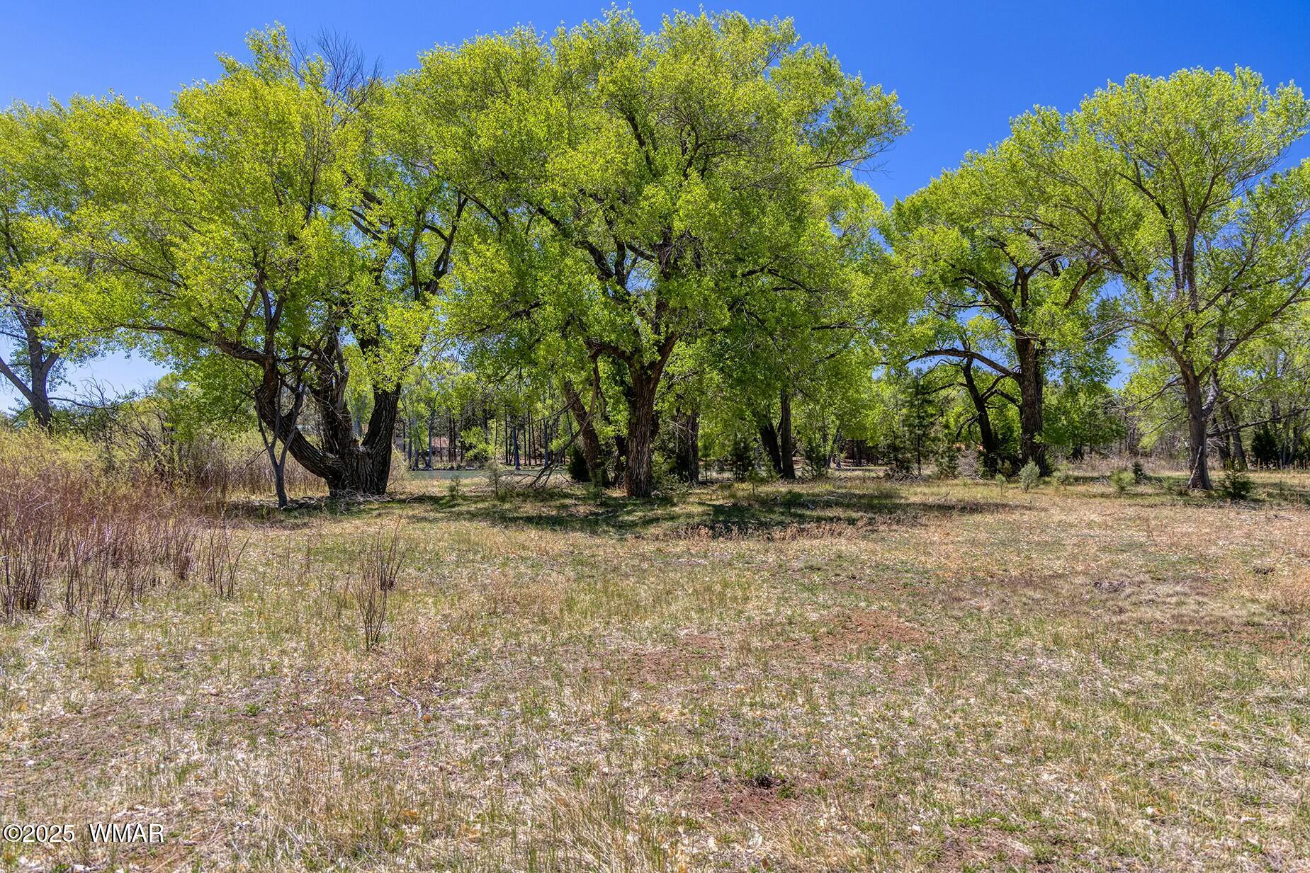Xxx Larson Road Lakeside, AZ 85929 - Photo 17 of 45 a view of backyard space and tree