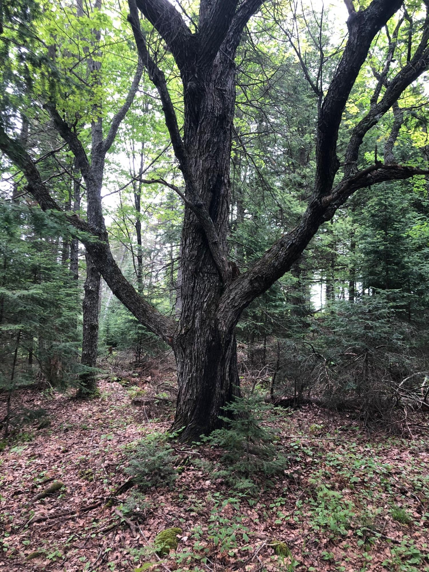 Off Fire Tower Road, Unit 40 AC Watersmeet, MI 49969 - Photo 25 of 37 Gallery Image 25