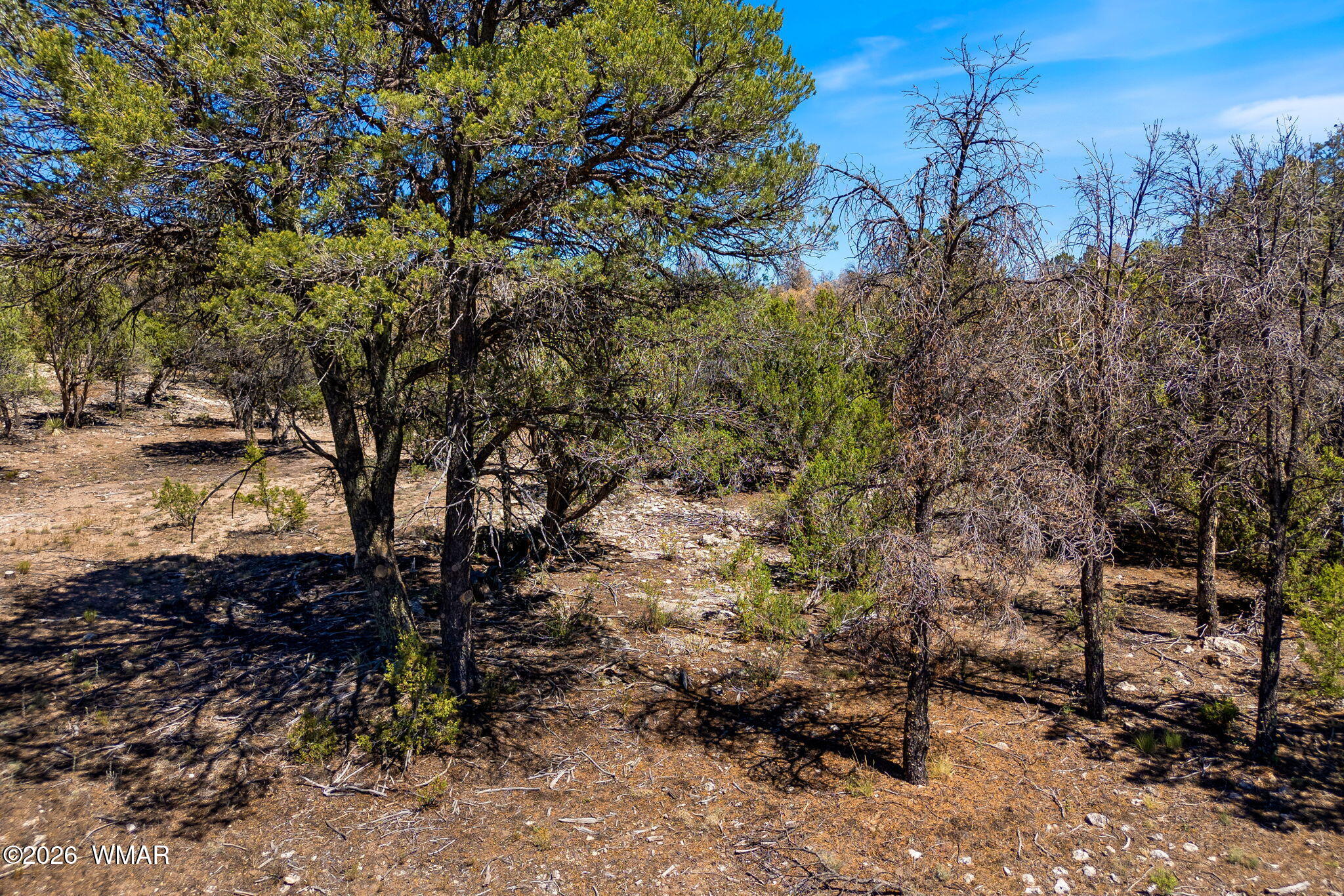 3237 Outlaw Trail Overgaard, AZ 85933 - Photo 18 of 21 Gallery Image 18