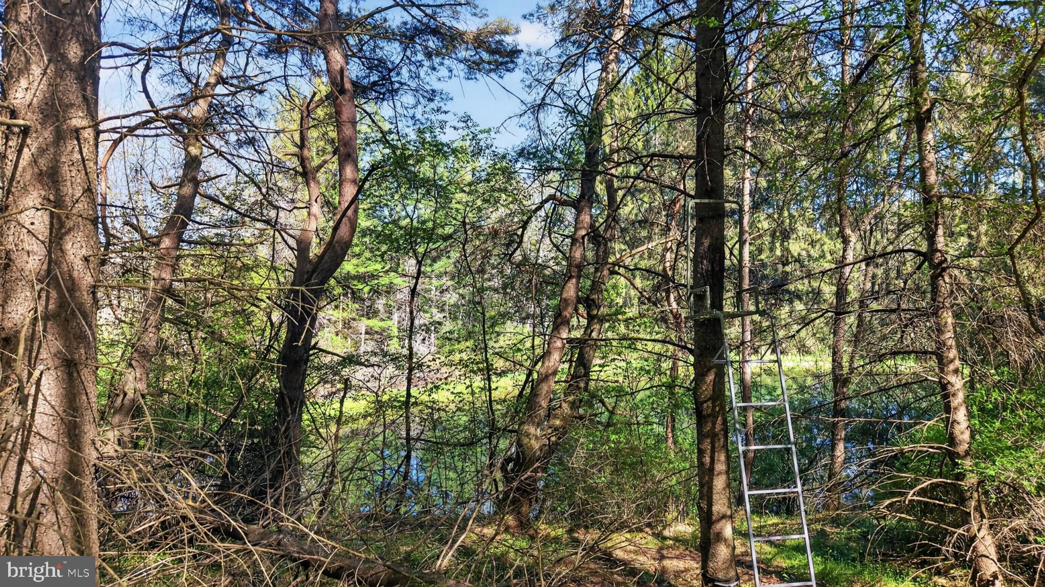 259 A A-Frame Road Coudersport, PA 16915 - Photo 112 of 130 Serene forest with a hidden pond.