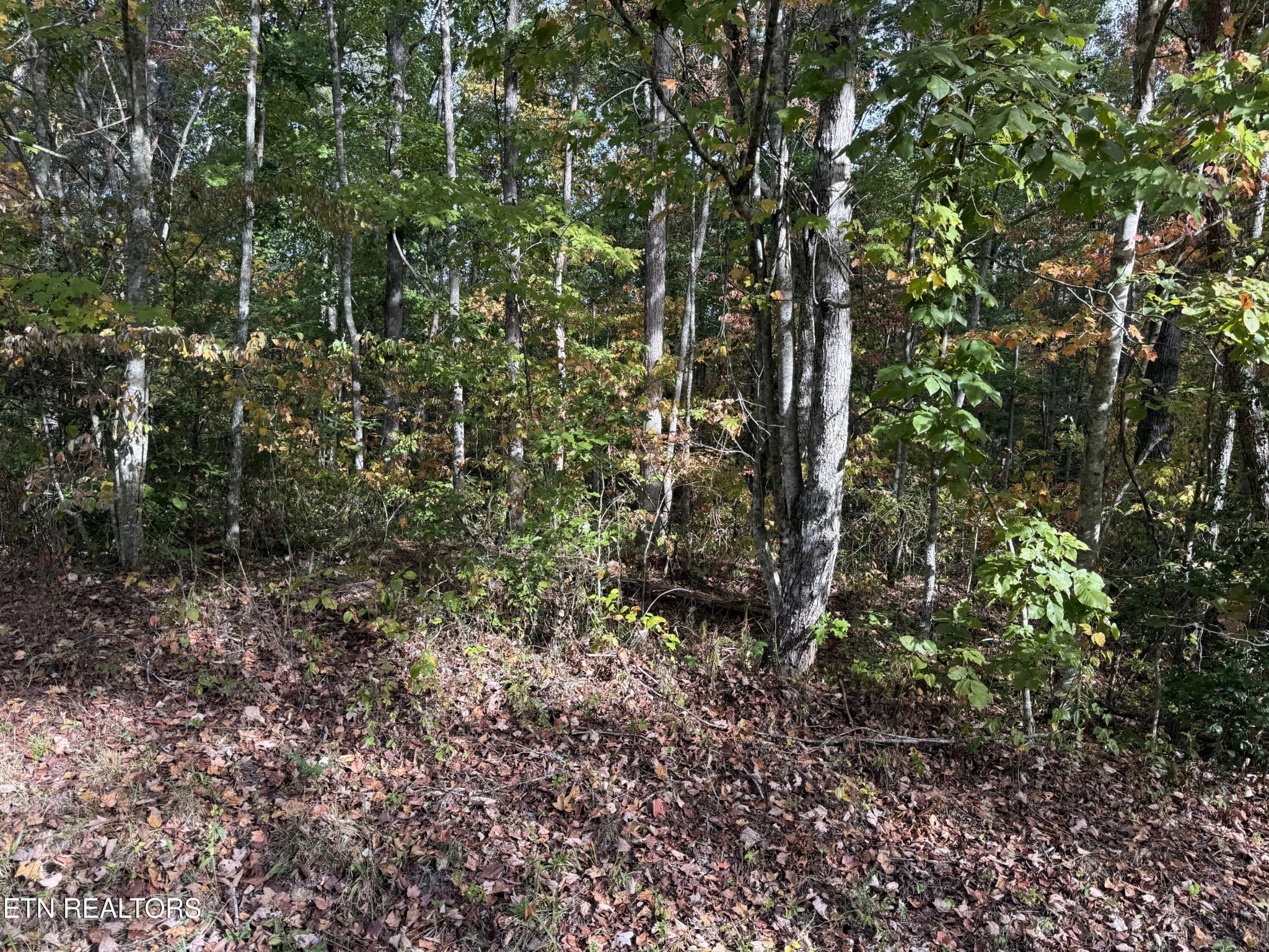 0 Copley Cemetery Road Jamestown, TN 38556 - Photo 6 of 7 Gallery Image 6