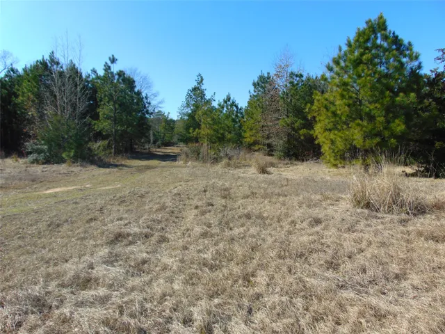 a view of a yard with trees