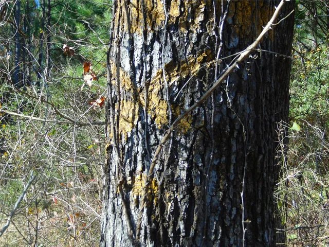 a close up of a tree