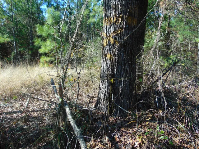 a view of a tree in a forest