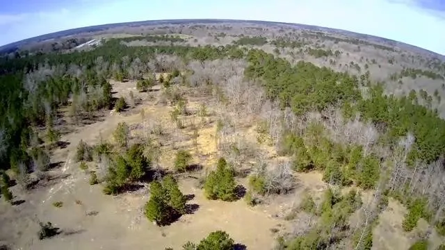 a view of a forest with a forest