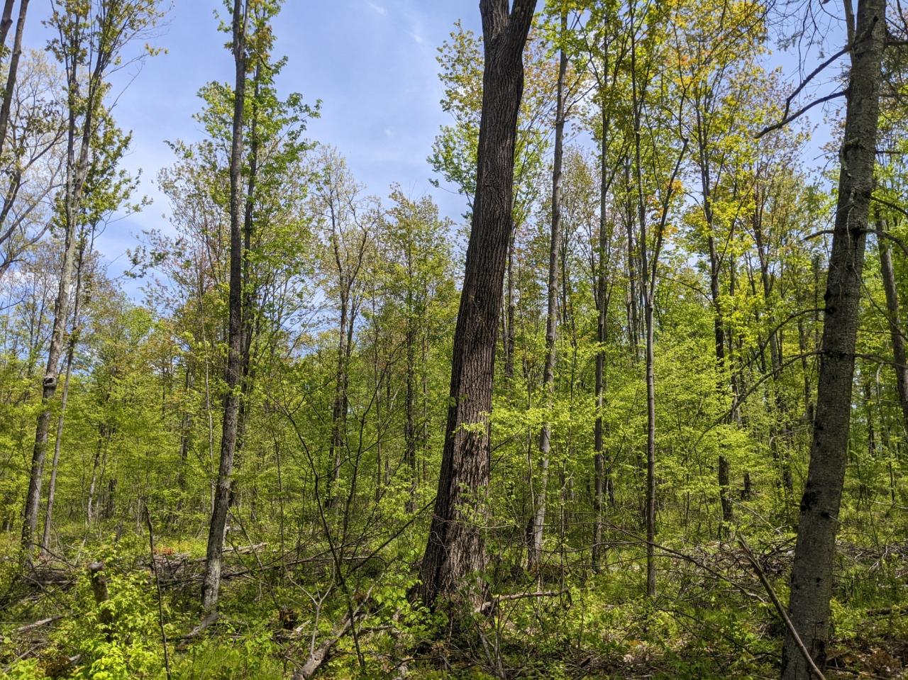 W3068 Wilson Road Glen Flora, WI 54526 - Photo 39 of 61 Gallery Image 39