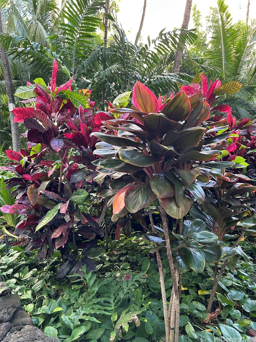425 Ena Road, Unit 1208A Honolulu, HI 96815 - Photo 20 of 21 a backyard of a house with lots of green space