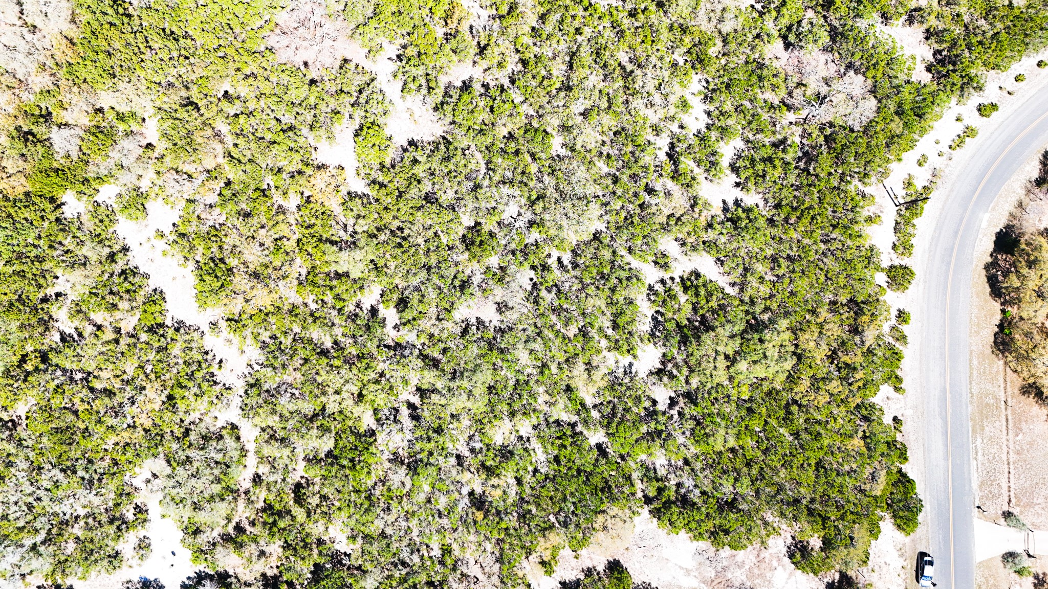 2425 Smoke Rise Canyon Bulverde, TX 78163 - Photo 4 of 14 a close up of a tree