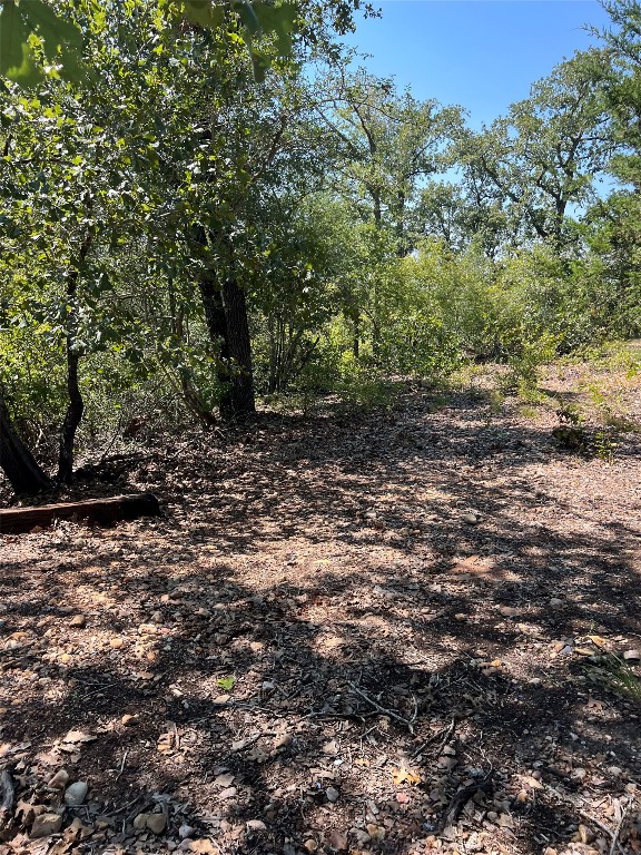 a view of a forest with trees in the background
