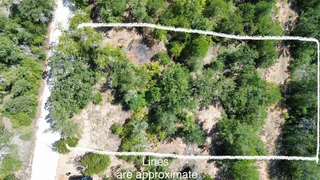 a view of a forest with a tree