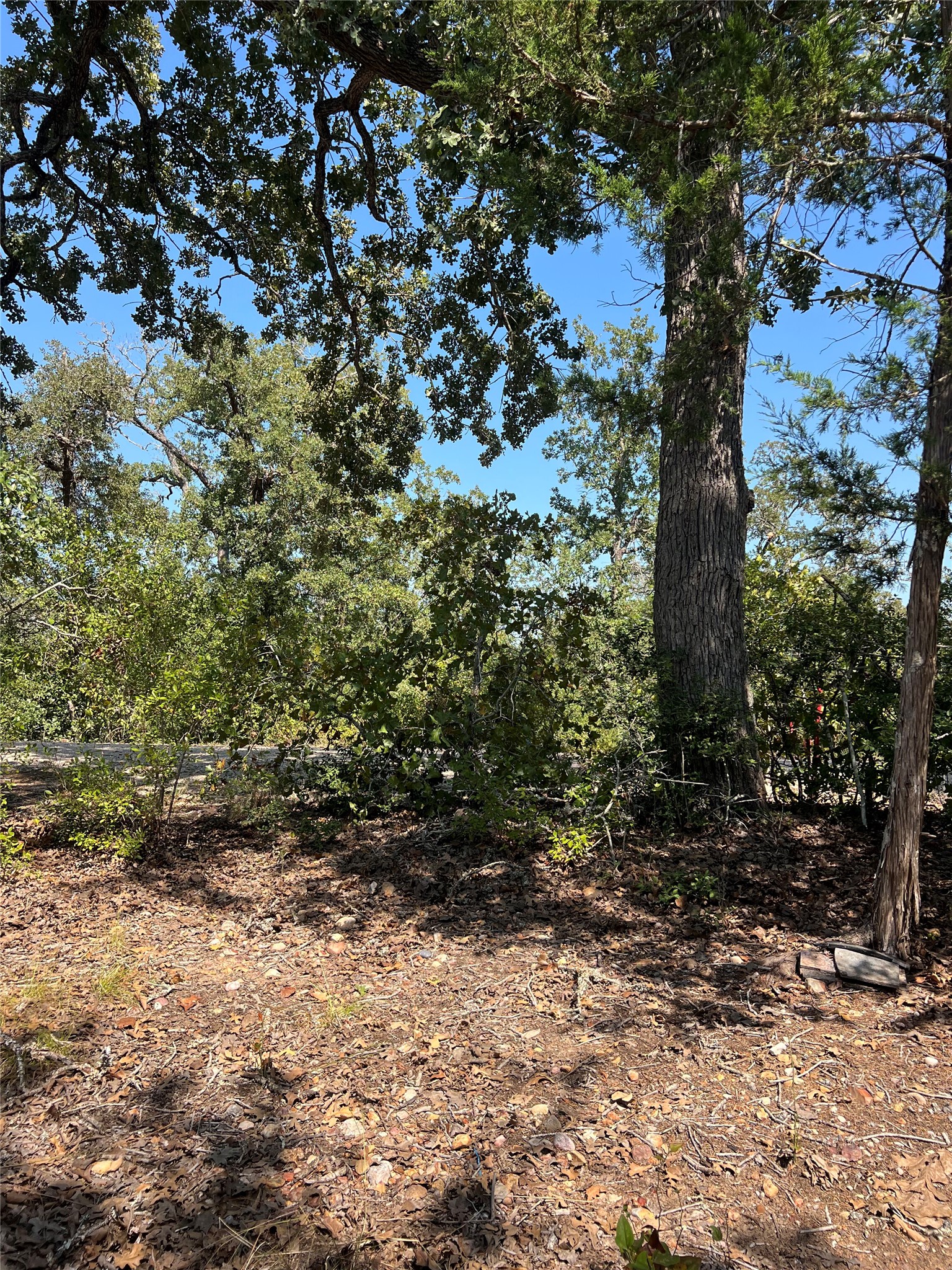 Tbd Tbd Lakeshore Road Paige, TX 78659 - Photo 10 of 10 a view of a tree with a yard