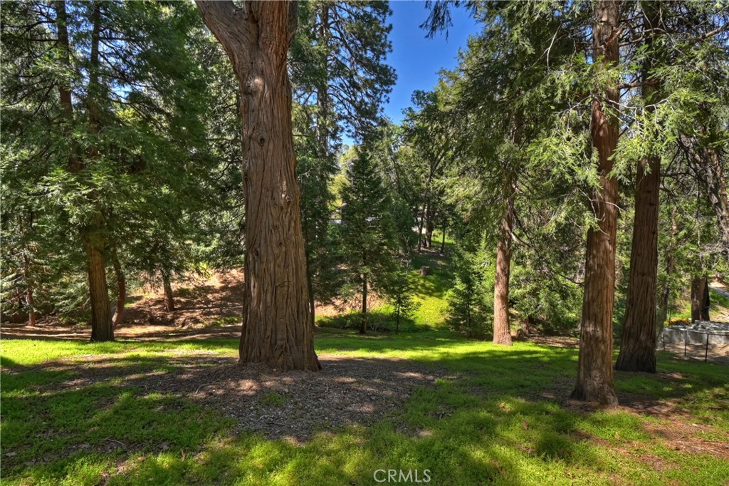 355 Cedar Ridge Drive Lake Arrowhead, CA 92352 - Photo 42 of 65 Beautiful pines, cedars and natural vegetation.