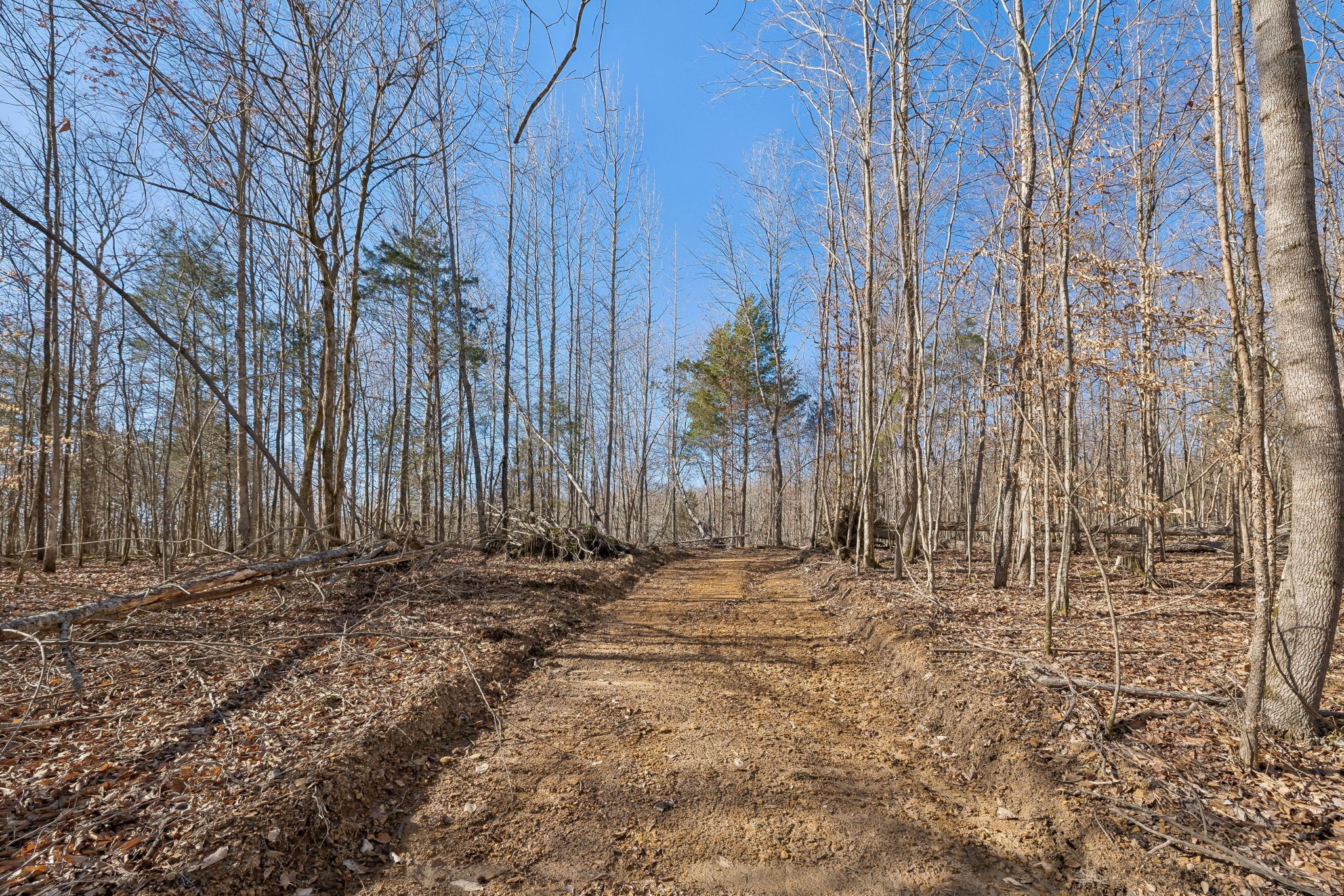 0 Hurricane Creek Road Linden, TN 37096 - Photo 23 of 38 a view of trees with some trees
