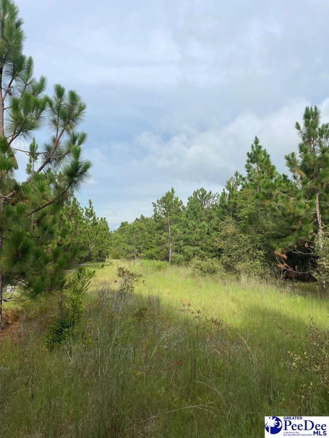 Douglas Mill Road Ruby, SC 29741 - Photo 1 of 1 Gallery Image 1