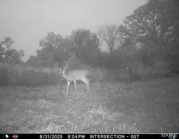 $725,516 | 0 Helmet Road, Newtown, MO 64667