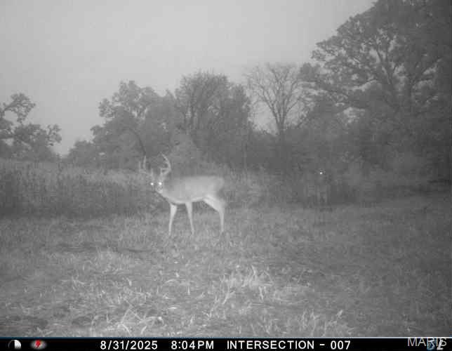 0 Helmet Road Newtown, MO 64667 - Photo 16 of 21