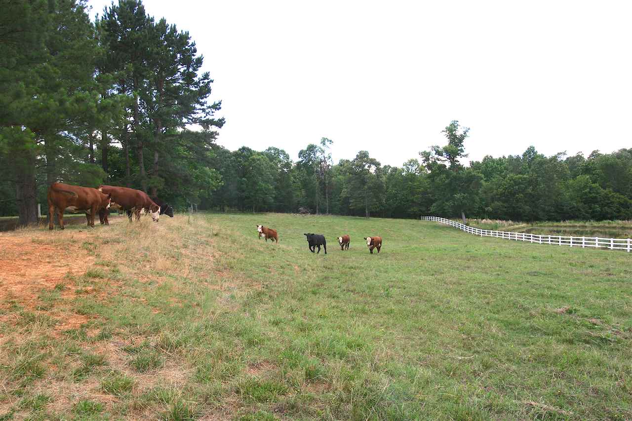 1595 Doe Road Saltillo, TN 38370 - Photo 15 of 25