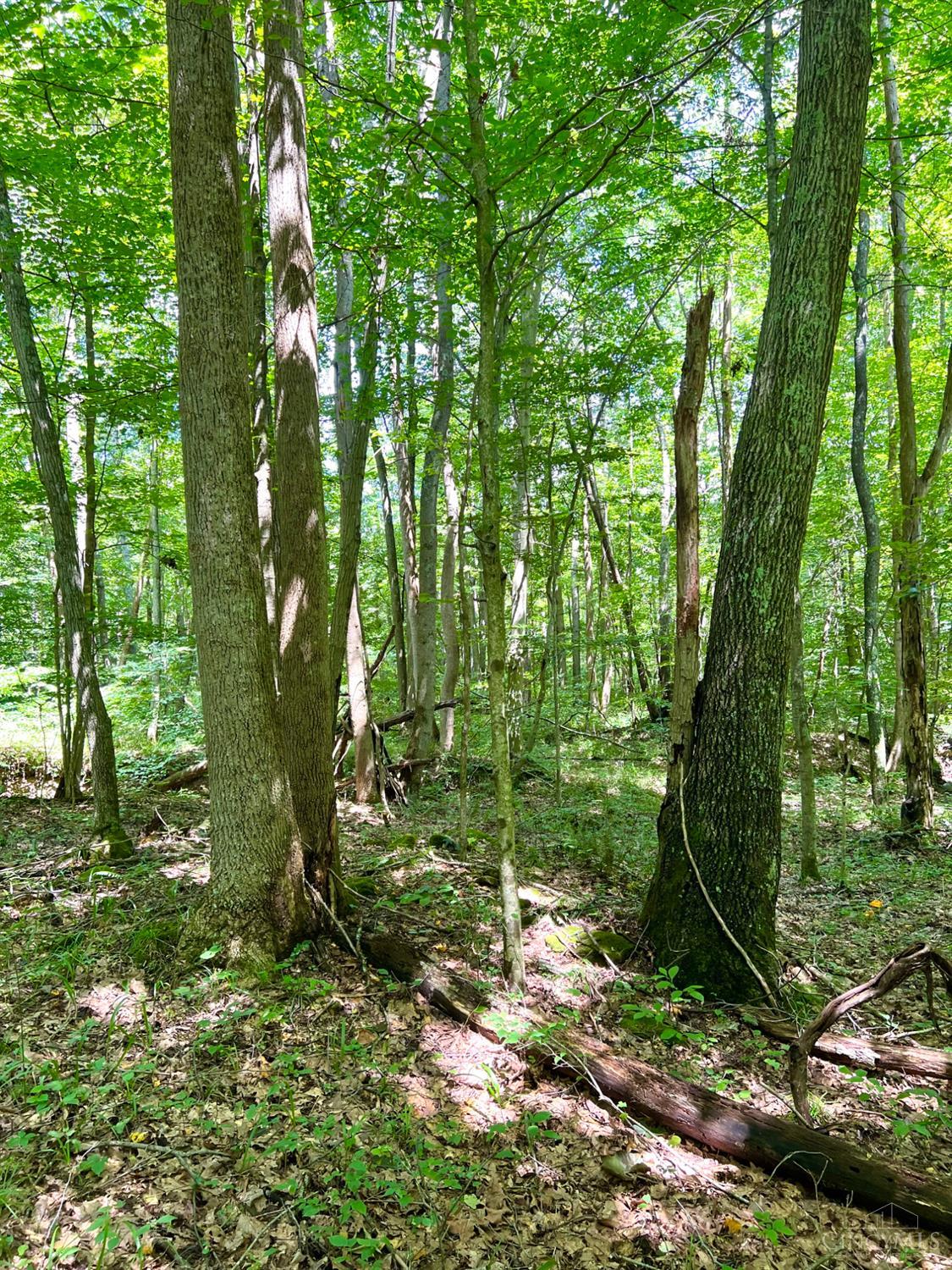 0 South Chenoweth Fork Road Piketon, OH 45661 - Photo 70 of 95